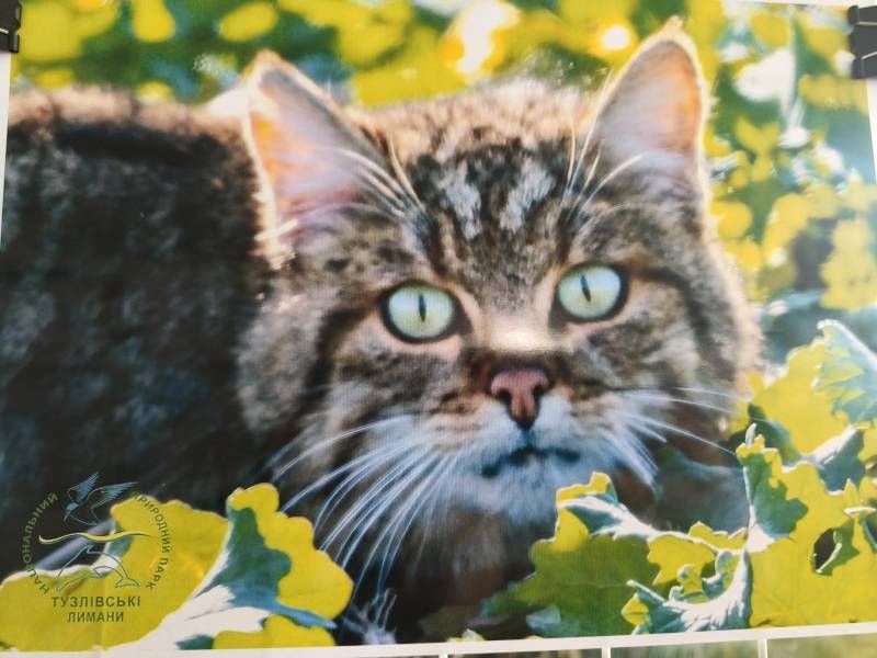 Про виставку «Котячі витівки», яку відкрито в Ізмаїлі(фото) Про виставку «Котячі витівки», яку відкрито в Ізмаїлі(фото)