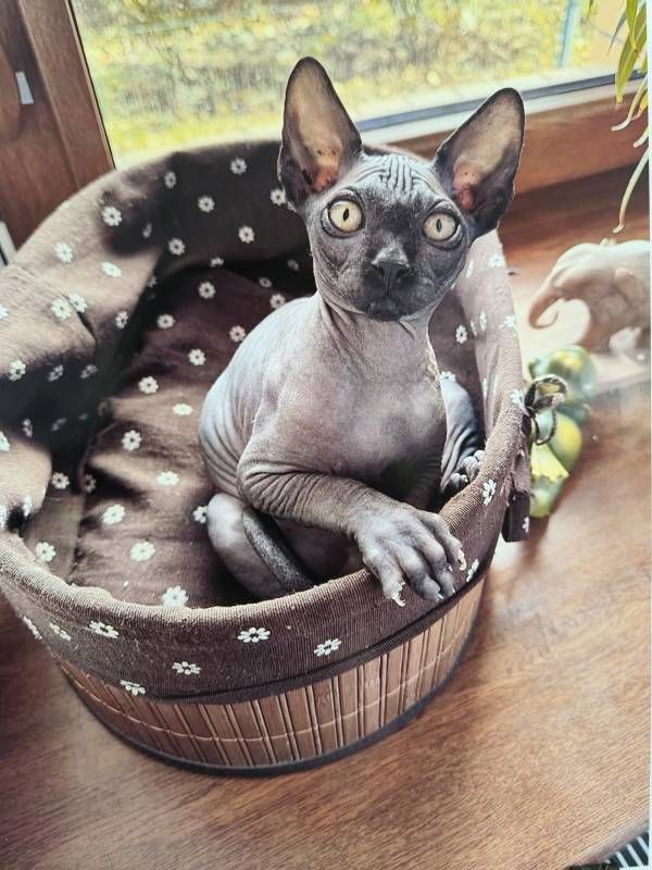 Про виставку «Котячі витівки», яку відкрито в Ізмаїлі(фото) Про виставку «Котячі витівки», яку відкрито в Ізмаїлі(фото)