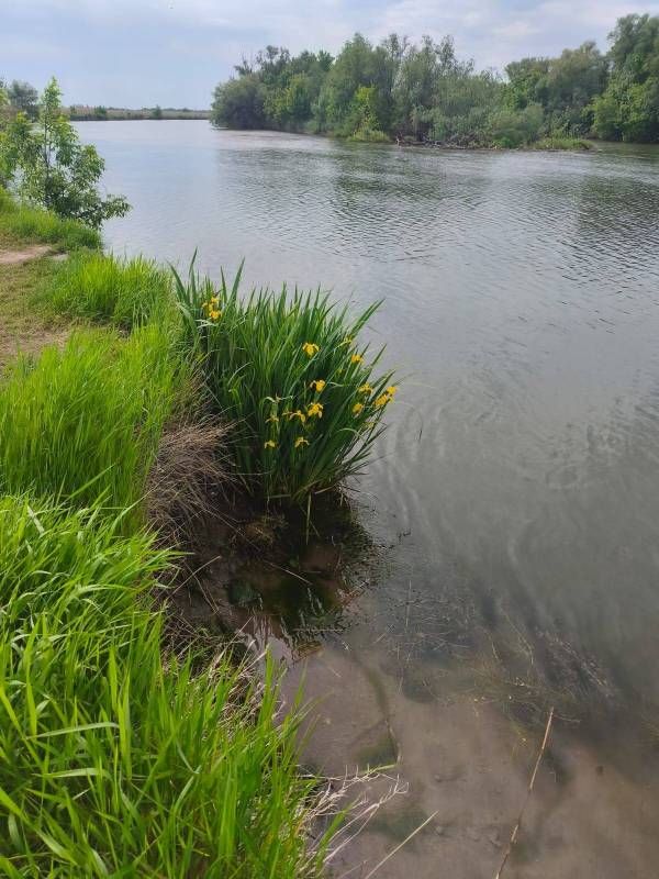 Болотяні півники розпустилися в Нацпарку на Одещині(фото) Болотяні півники розпустилися в Нацпарку на Одещині(фото)