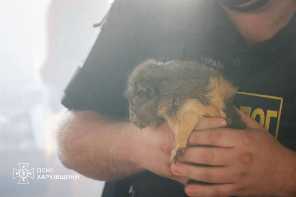 У Харкові внаслідок ворожого удару по зоопарку загинули тварини У Харкові внаслідок ворожого удару по зоопарку загинули тварини