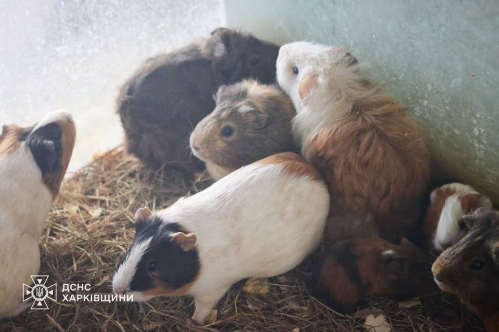 У Харкові внаслідок ворожого удару по зоопарку загинули тварини У Харкові внаслідок ворожого удару по зоопарку загинули тварини