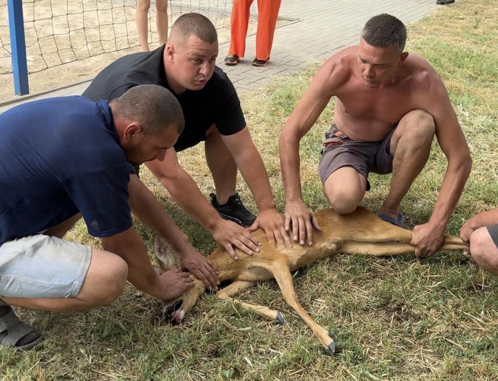 В Ізмаїлі врятували косулю, яка заплуталася у сітці на дитячому майданчику В Ізмаїлі врятували косулю, яка заплуталася у сітці на дитячому майданчику
