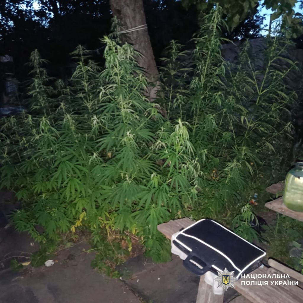 На Харківщині ліквідували наркоплантацію із сотинями кущів конопель і маку(фото) На Харківщині ліквідували наркоплантацію із сотинями кущів конопель і маку(фото)