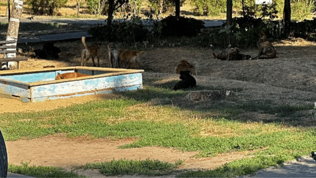 Розстріляв собаку на трасі здоров'я в Одесі — подробиці Розстріляв собаку на трасі здоров'я в Одесі — подробиці