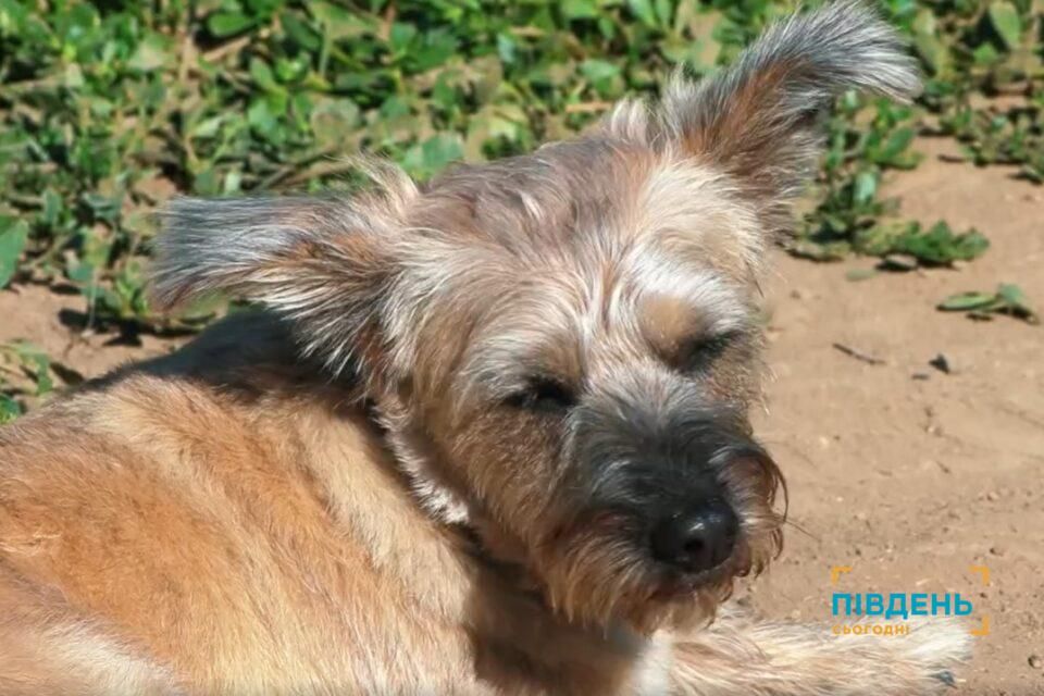 В Ізмаїлі знову безкоштовно стерилізують домашніх та безпритульних собак (відео) В Ізмаїлі знову безкоштовно стерилізують домашніх та безпритульних собак (відео)