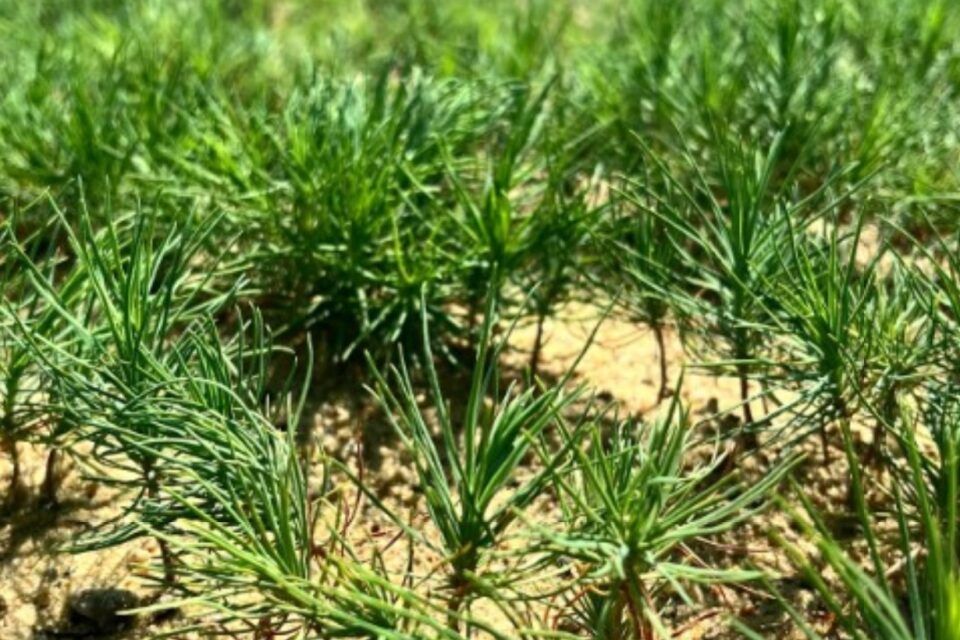 Цьогоріч на Одещині посадять новий ліс Цьогоріч на Одещині посадять новий ліс