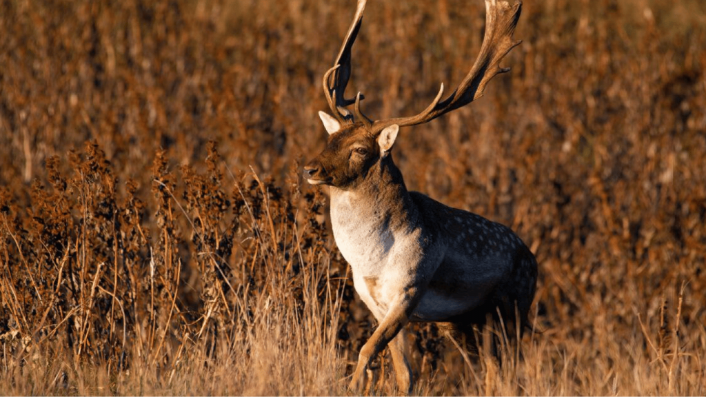 На Одещині з'явилися лані — де їх можна побачити На Одещині з'явилися лані — де їх можна побачити