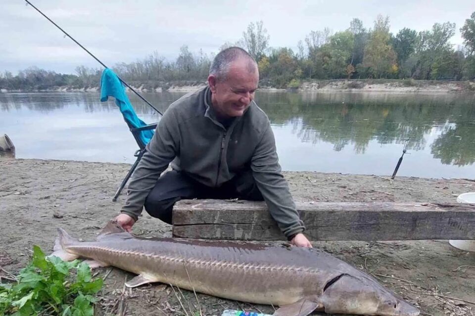 У притоці Дунаю виловили рибу, яка в Україні вважається зниклою вже багато років У притоці Дунаю виловили рибу, яка в Україні вважається зниклою вже багато років