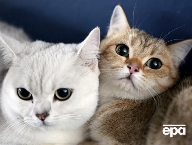 Суд в Туреччині зобов'язав чоловіка платити аліменти на котів Суд в Туреччині зобов'язав чоловіка платити аліменти на котів
