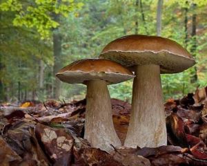 За яких умов можна їсти червиві лісові гриби: відповідь експерта За яких умов можна їсти червиві лісові гриби: відповідь експерта