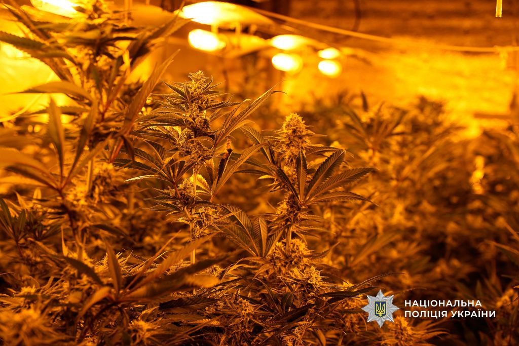 В Одесі накрили нарколабораторії з виготовлення канабісу (фото,відео) В Одесі накрили нарколабораторії з виготовлення канабісу (фото,відео)