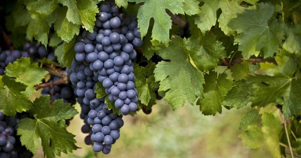 Сільськогосподарська організація ООН (ФАО) розпочинає програму з підтримки малих виноградарів і виноробів Одещини Сільськогосподарська організація ООН (ФАО) розпочинає програму з підтримки малих виноградарів і виноробів Одещини