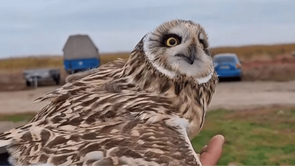 На Одещині виявили рідкісного птаха — що про нього відомо(відео) На Одещині виявили рідкісного птаха — що про нього відомо(відео)