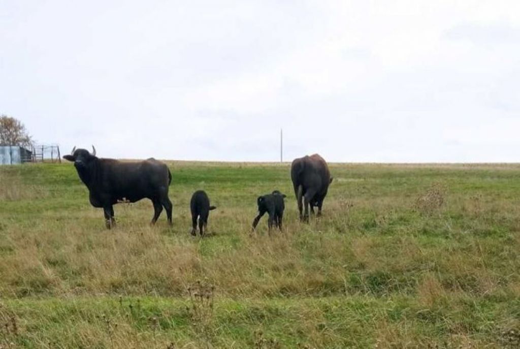 Життя триває: у Болградському районі на території відомого туристичного комплексу народилися маленькі буйволята Життя триває: у Болградському районі на території відомого туристичного комплексу народилися маленькі буйволята
