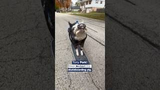 У США свиня потрапила до Книги рекордів Гіннеса через своє незвичне хобі — катається на скейтборді (відео) У США свиня потрапила до Книги рекордів Гіннеса через своє незвичне хобі — катається на скейтборді (відео)