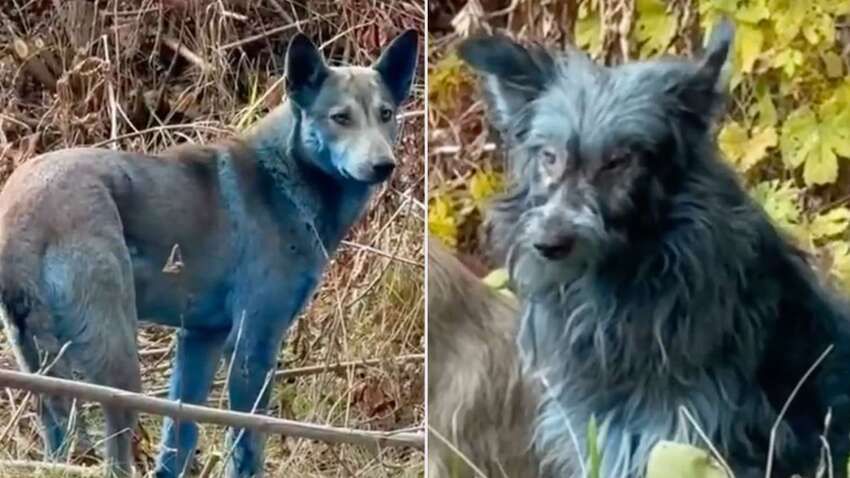 Знайшли причину, чому собаки в Чорнобилі стали синього кольору Знайшли причину, чому собаки в Чорнобилі стали синього кольору