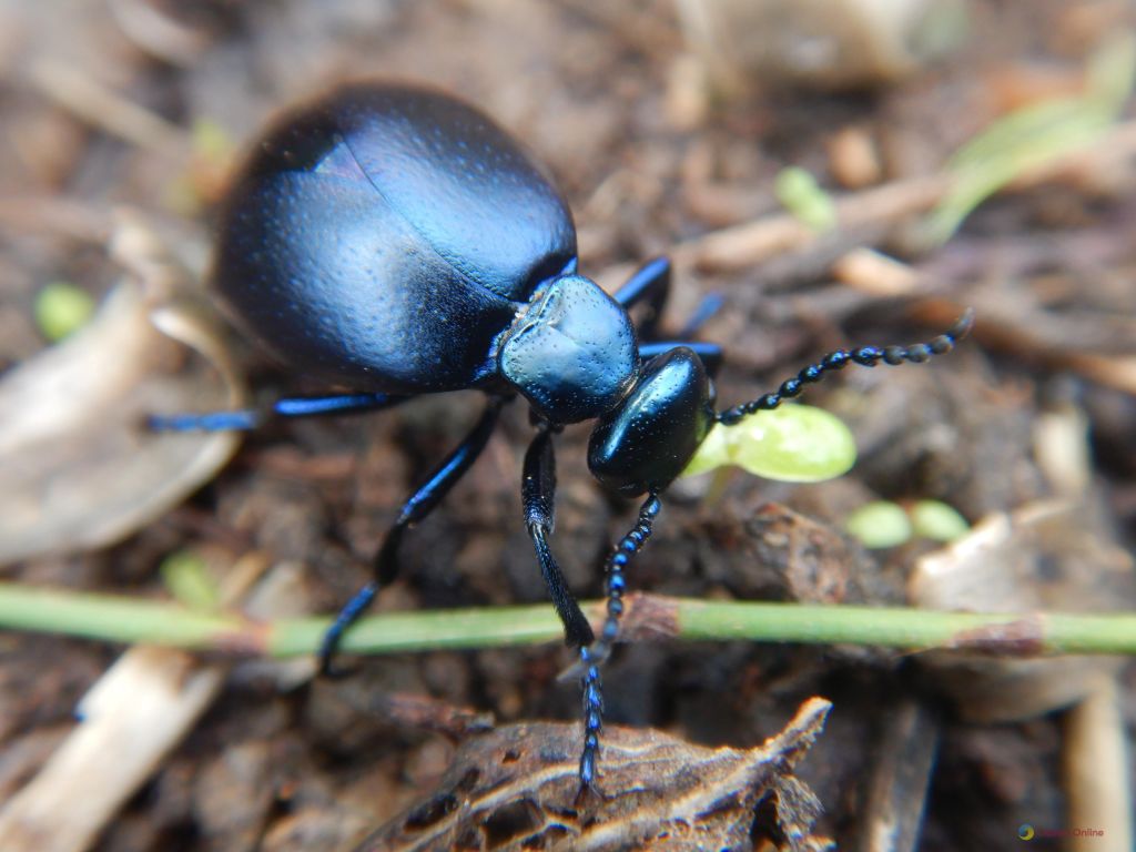 Можуть викликати подразнення та пухирі: токсичні жуки активізувалися на Одещині Можуть викликати подразнення та пухирі: токсичні жуки активізувалися на Одещині