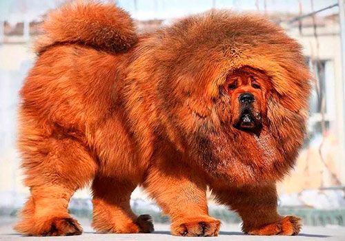 Найдорожчого собаку у світі продали за понад один мільйон доларів коштує та чи є така порода в Україні Найдорожчого собаку у світі продали за понад один мільйон доларів коштує та чи є така порода в Україні