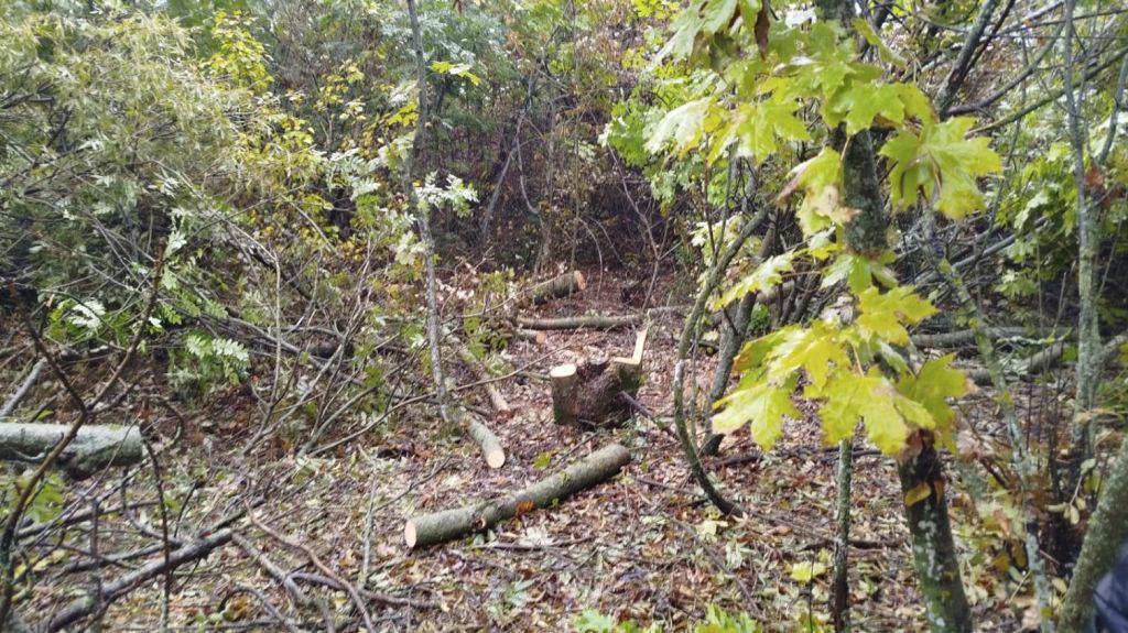 На Одещині виявили незаконну вирубку ясенів у лісосмузі біля села Залізничне (фото) На Одещині виявили незаконну вирубку ясенів у лісосмузі біля села Залізничне (фото)