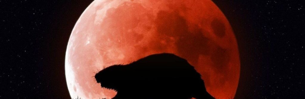 Українці 5 листопада зможуть побачити Бобровий супермісяць Українці 5 листопада зможуть побачити Бобровий супермісяць