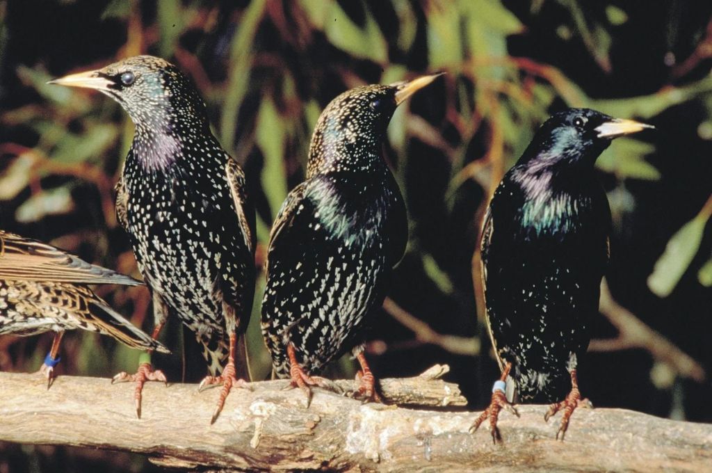 Шпаки масово атакують виноградники в Одеській області(фото) Шпаки масово атакують виноградники в Одеській області(фото)