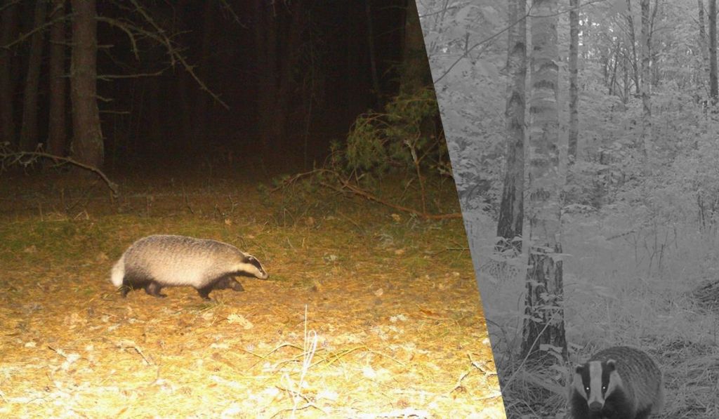 Риє нори та захищається від хижаків: поблизу Чорнобиля зафіксували цікаву тварину у "шубі" Риє нори та захищається від хижаків: поблизу Чорнобиля зафіксували цікаву тварину у "шубі"