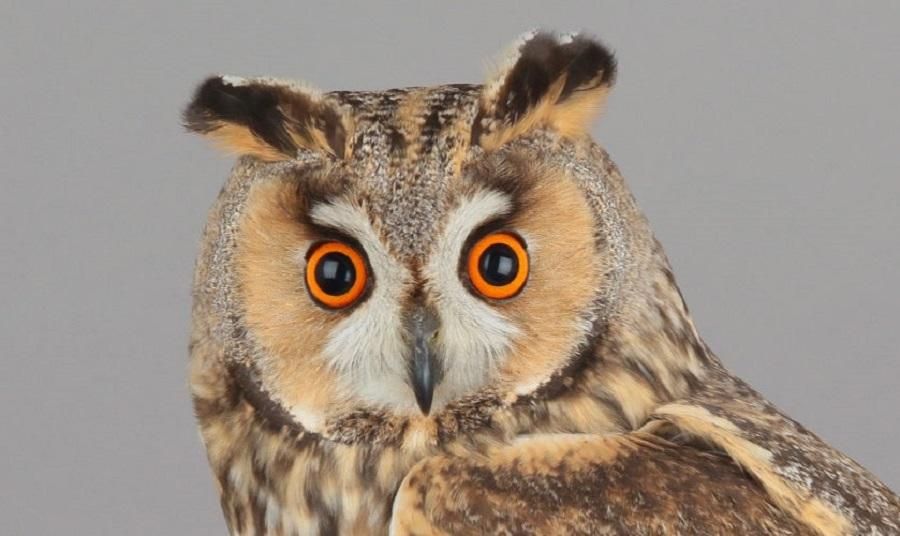 Рідкісний вухатий птах потрапив в об’єктив камери на Одещині(фото) Рідкісний вухатий птах потрапив в об’єктив камери на Одещині(фото)