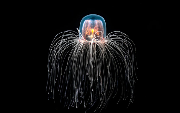 Найдивніші тварини світу Найдивніші тварини світу