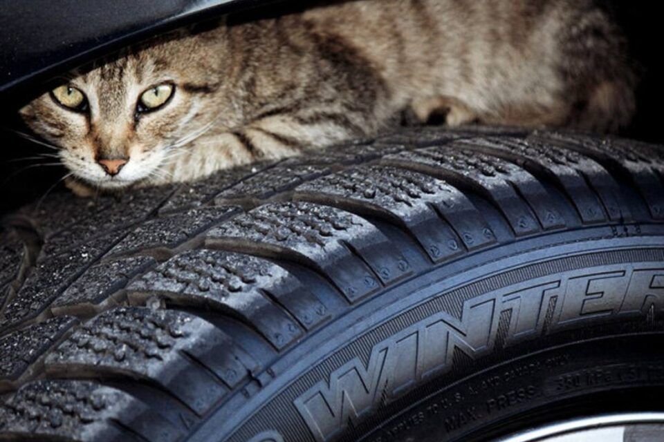 З початком холодів водіям Одещини нагадують про тваринок, які можуть шукати тепла та сховку в автівках З початком холодів водіям Одещини нагадують про тваринок, які можуть шукати тепла та сховку в автівках