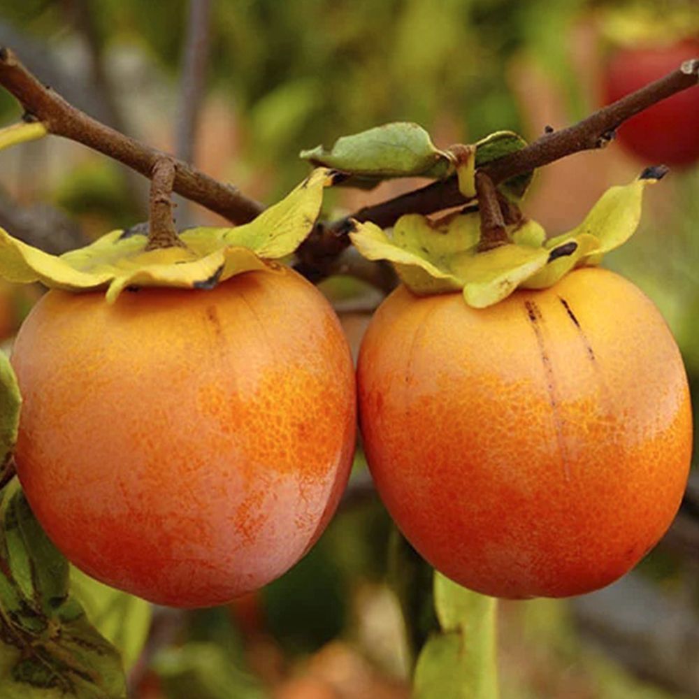 Справжній делікатес: незвичайний рецепт ягідної сальси з хурмою Справжній делікатес: незвичайний рецепт ягідної сальси з хурмою