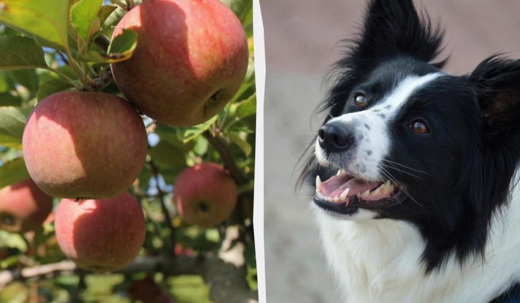 Чи можна пригощати собак яблуками: вся правда про найпопулярніший фрукт в Україні Чи можна пригощати собак яблуками: вся правда про найпопулярніший фрукт в Україні