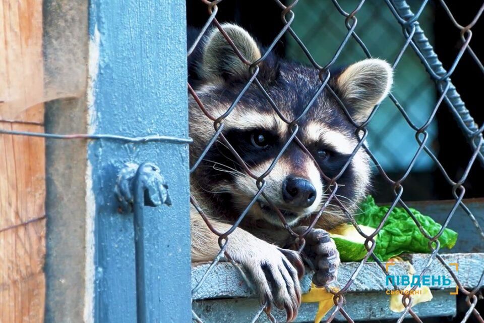 Як зимуватимуть тварини та птахи на Ізмаїльській станції юних натуралістів(відео) Як зимуватимуть тварини та птахи на Ізмаїльській станції юних натуралістів(відео)