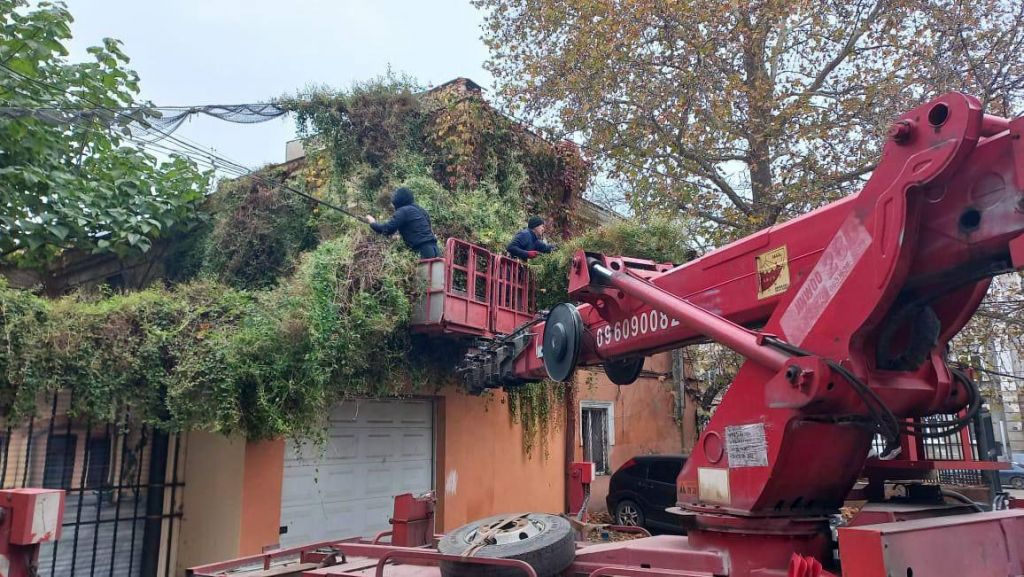 Дикий виноград міг залишити одеситів без електрики(фото) Дикий виноград міг залишити одеситів без електрики(фото)