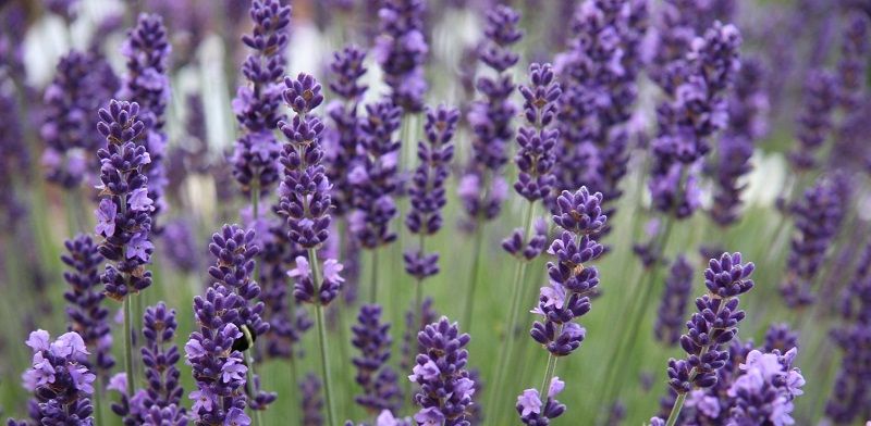 Як зробити лавандові кущі пишними і довговічними Як зробити лавандові кущі пишними і довговічними