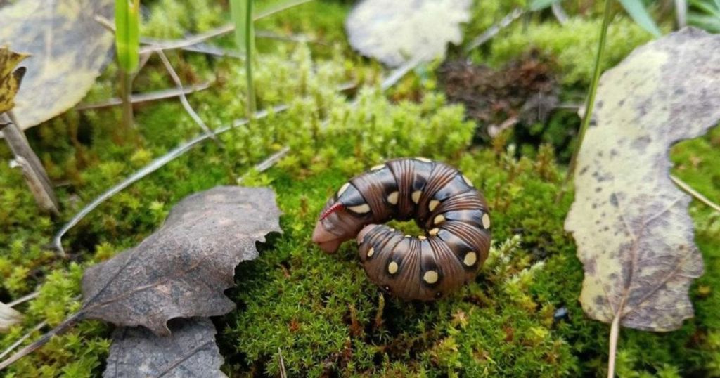 У Чорнобилі помітили дивну гусінь: що з нею станеться навесні У Чорнобилі помітили дивну гусінь: що з нею станеться навесні