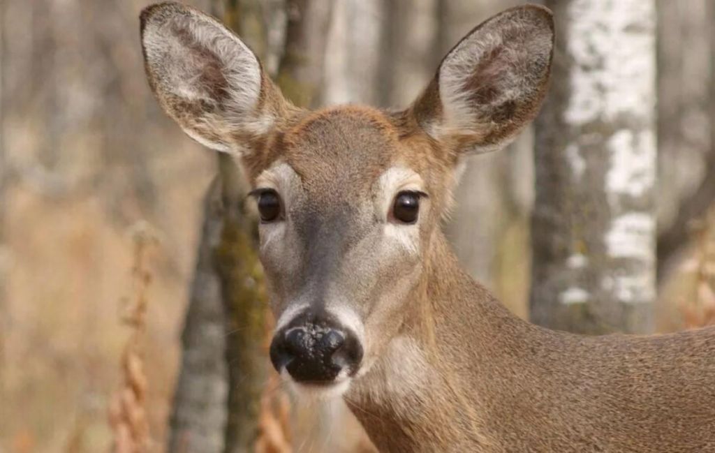 Травмування оленя в Одеському зоопарку: як почувається тварина через місяць(фото) Травмування оленя в Одеському зоопарку: як почувається тварина через місяць(фото)