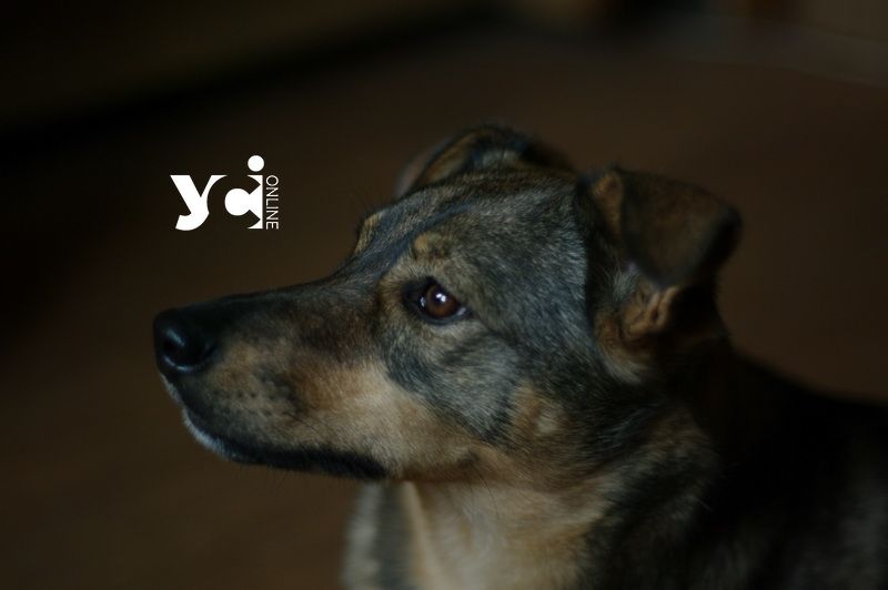 В Ізмаїльському районі безоплатно стерелізують собак В Ізмаїльському районі безоплатно стерелізують собак