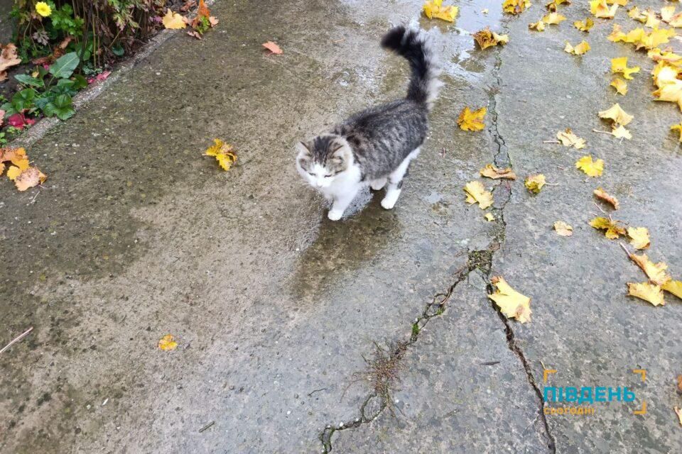На півдні Одещини синоптики прогнозують дощі, а на півночі – перший сніг На півдні Одещини синоптики прогнозують дощі, а на півночі – перший сніг
