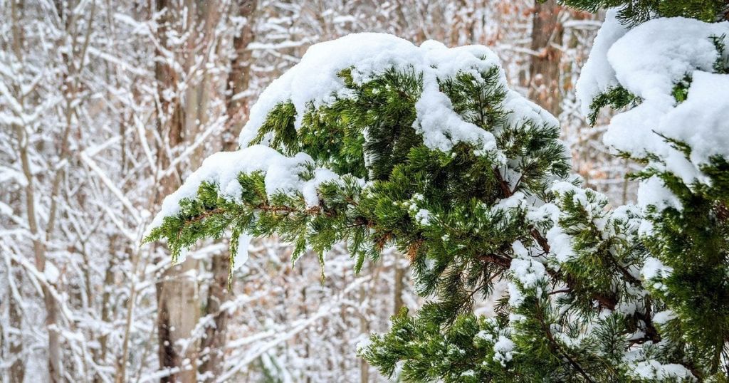 Зима вже близько: Карпати засипало снігом Зима вже близько: Карпати засипало снігом