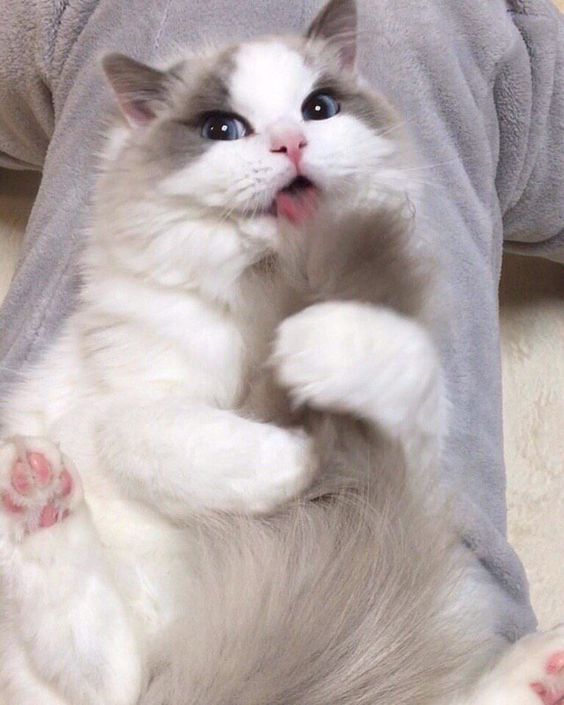 Назвали 10 найспокійніших порід кішок Назвали 10 найспокійніших порід кішок