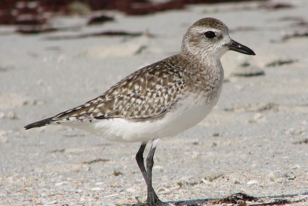 Несе рожеві яйця: на Одещині дослідникам "попався" дивовижний птах Несе рожеві яйця: на Одещині дослідникам "попався" дивовижний птах