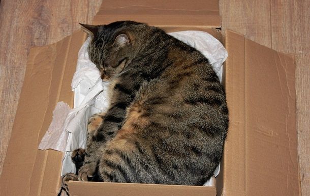 У Німеччині жінка відправила кішку поштою У Німеччині жінка відправила кішку поштою