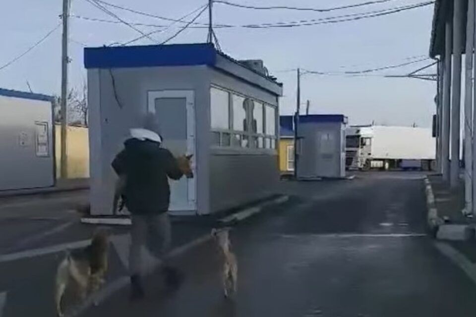 У прикордонному пункті пропуску в Ізмаїльському районі відловили більше двадцяти собак: тварин стерилізували, але проблема лишилася У прикордонному пункті пропуску в Ізмаїльському районі відловили більше двадцяти собак: тварин стерилізували, але проблема лишилася