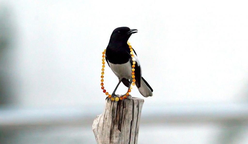 Чи справді сороки крадуть блискуче і чи розумніші вони за ворон: відповіді орнітолога(фото) Чи справді сороки крадуть блискуче і чи розумніші вони за ворон: відповіді орнітолога(фото)