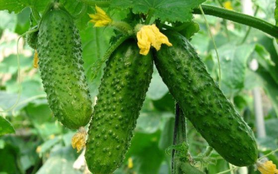 Тепличні огірки дорожчатимуть далі: на ринку дефіцит якісних поставок Тепличні огірки дорожчатимуть далі: на ринку дефіцит якісних поставок