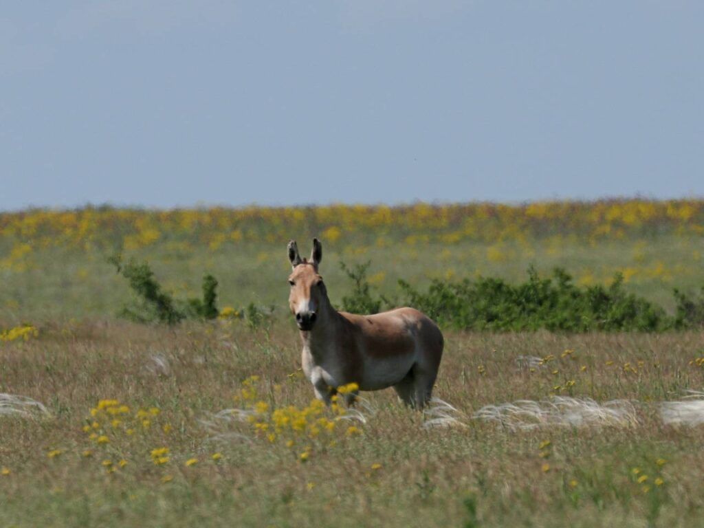 Тарутинський степ відновлює родючість ґрунтів завдяки диким тваринам Тарутинський степ відновлює родючість ґрунтів завдяки диким тваринам