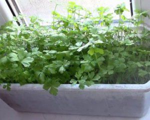Петрушку взимку можна виростити на підвіконні - як це зробити Петрушку взимку можна виростити на підвіконні - як це зробити