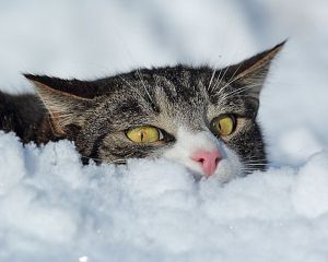 Який мороз можуть витримати коти: найоптимальніша температура для вигулу пухнастиків Який мороз можуть витримати коти: найоптимальніша температура для вигулу пухнастиків