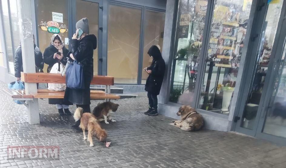 Як в Ізмаїлі можна змінити перспективу вирішення проблеми безпритульних тварин: думка зооволонтера Як в Ізмаїлі можна змінити перспективу вирішення проблеми безпритульних тварин: думка зооволонтера