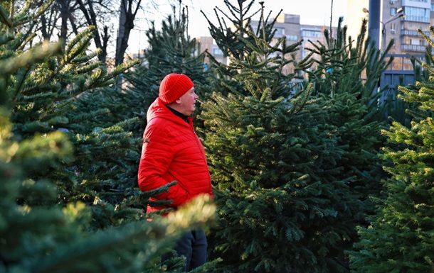 В України утричі збільшили штраф за вирубку хвойних В України утричі збільшили штраф за вирубку хвойних